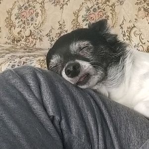 Meet your Posher, Harley